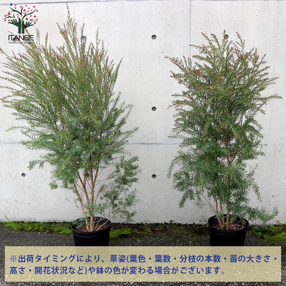 メラレウカ レッドジェム【庭木 7号／1個売り】｜ 【植物の