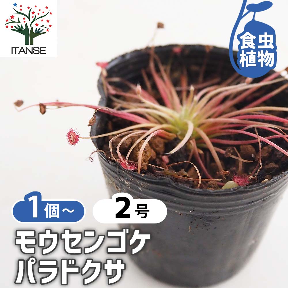 モウセンゴケ パラドクサ 【観葉植物 2号】