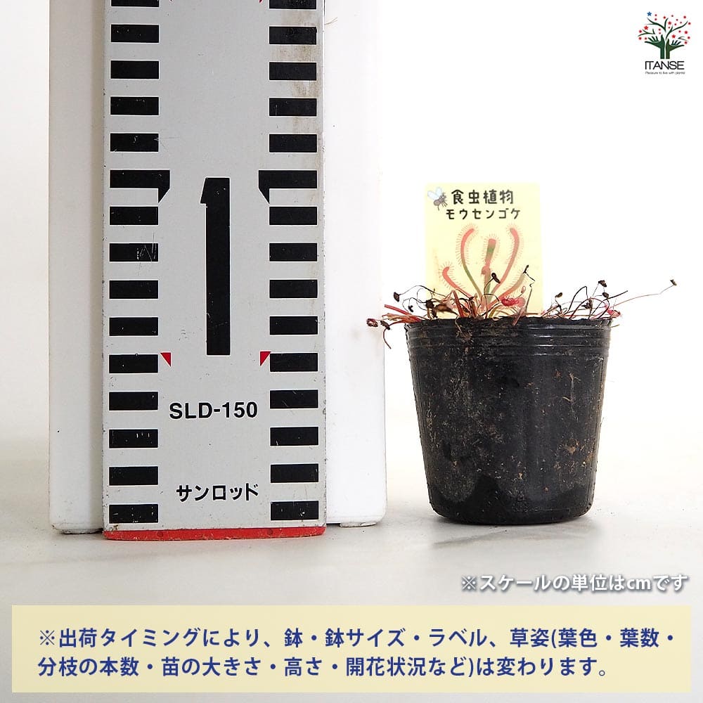 モウセンゴケ パラドクサ 【観葉植物 2号】