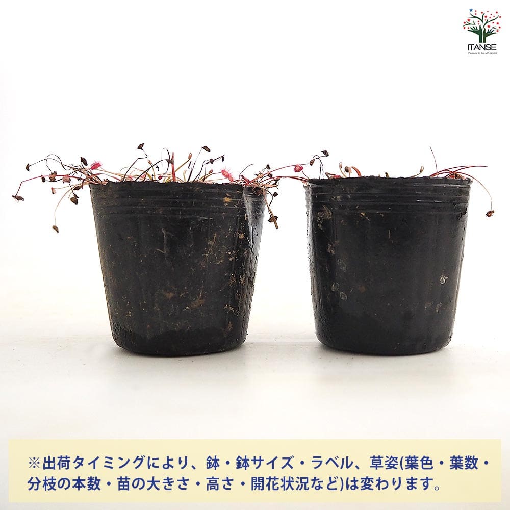 モウセンゴケ パラドクサ 【観葉植物 2号】