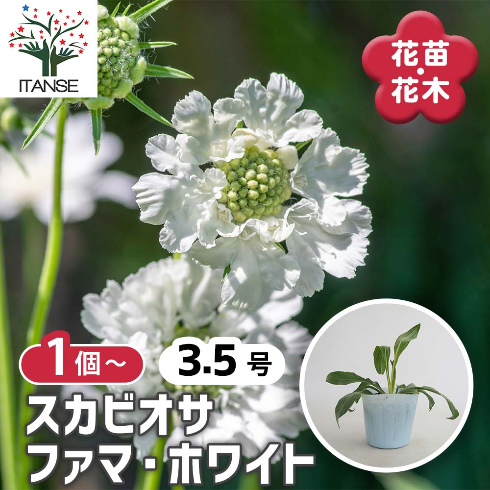 スカビオサ ファマ ホワイト 【花苗 3.5号】｜ 【植物のITANSE