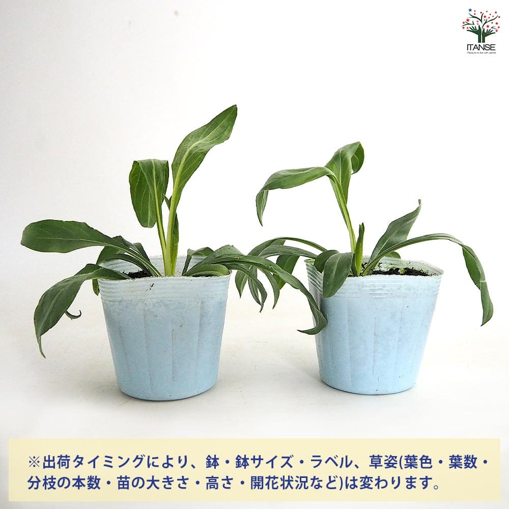 スカビオサ ファマ ホワイト 【花苗 3.5号】｜ 【植物のITANSE