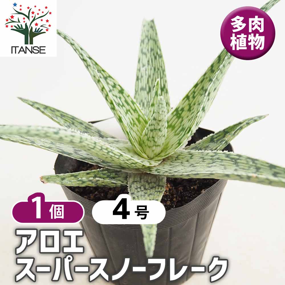 送料無料　アロエ　20年以上の親株　古株　多肉植物 アロエ スーパースノーフレーク 【多肉植物 4号／1個売り】｜ 【植物の