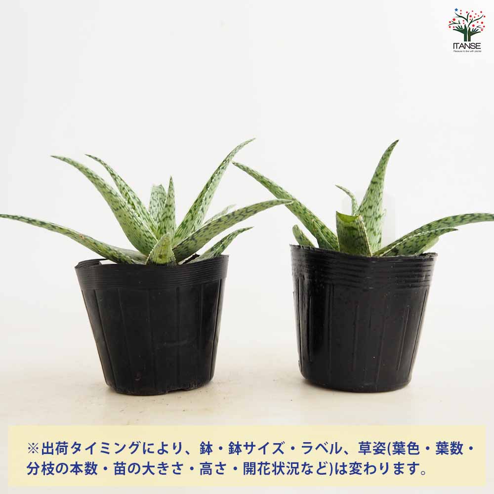 アロエ スーパースノーフレーク 【多肉植物 4号／1個売り】｜ 【植物の