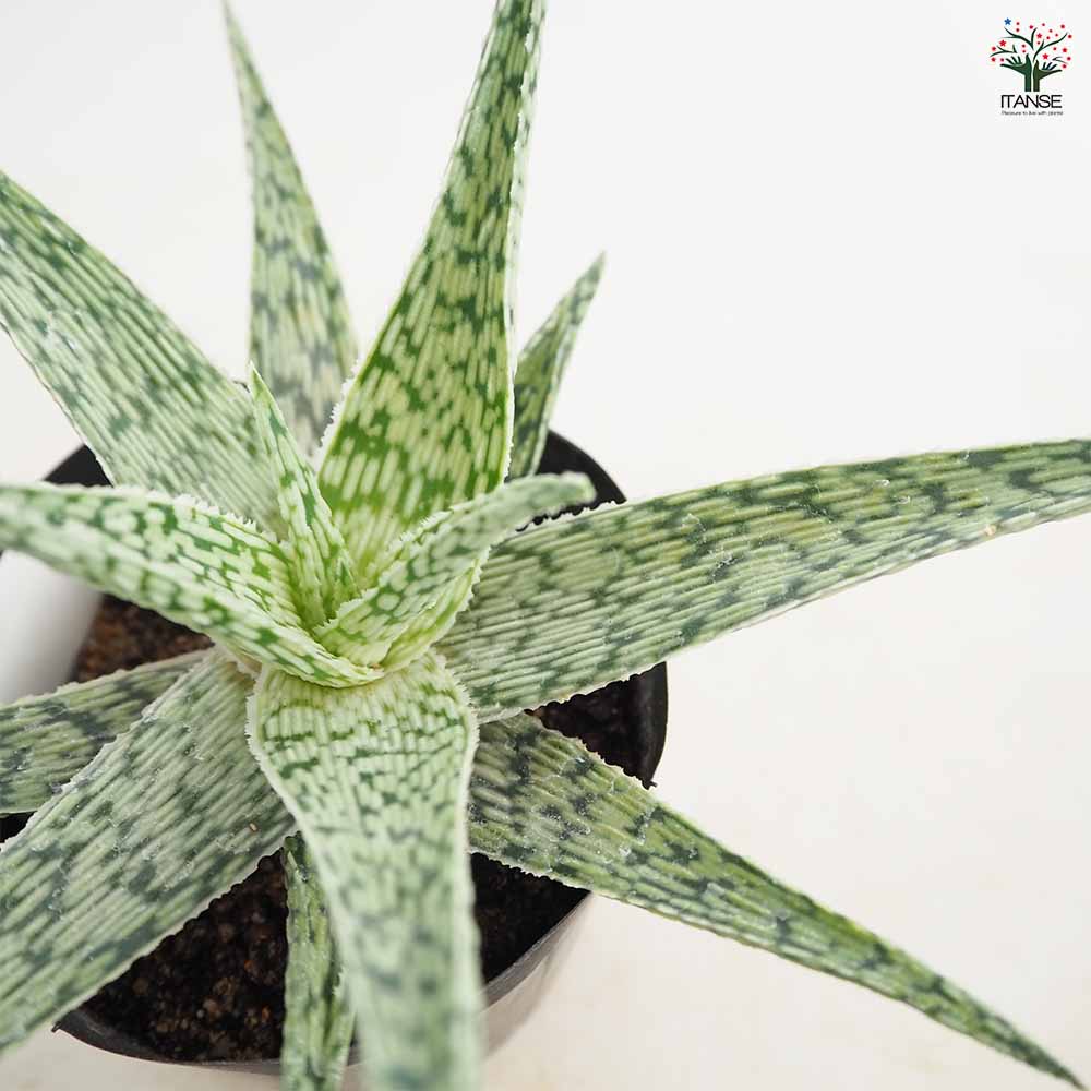 アロエ スーパースノーフレーク 【多肉植物 4号／1個売り】｜ 【植物の