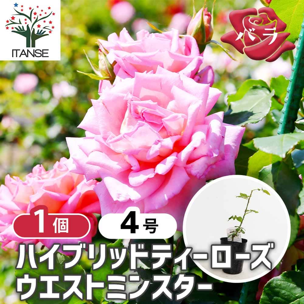薔薇 ウエストミンスター 接木 【花木苗 4号／1個売り】｜ 【植物の