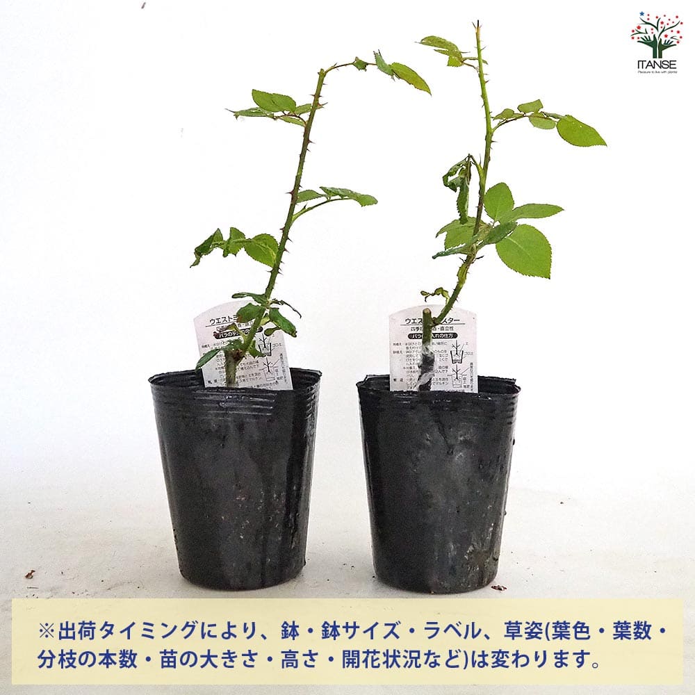 薔薇 ウエストミンスター 接木 【花木苗 4号／1個売り】｜ 【植物の