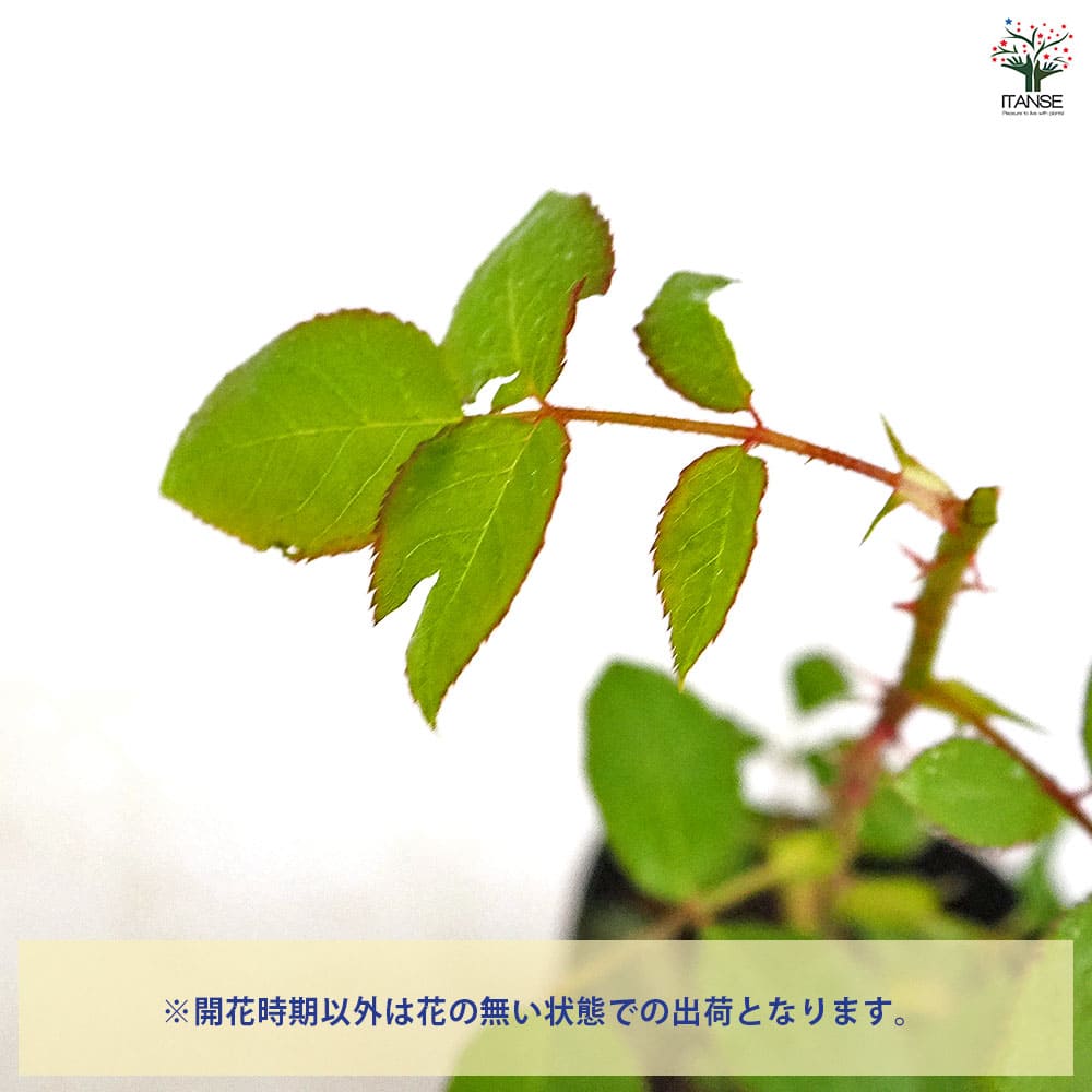 薔薇 ウエストミンスター 接木 【花木苗 4号／1個売り】｜ 【植物の