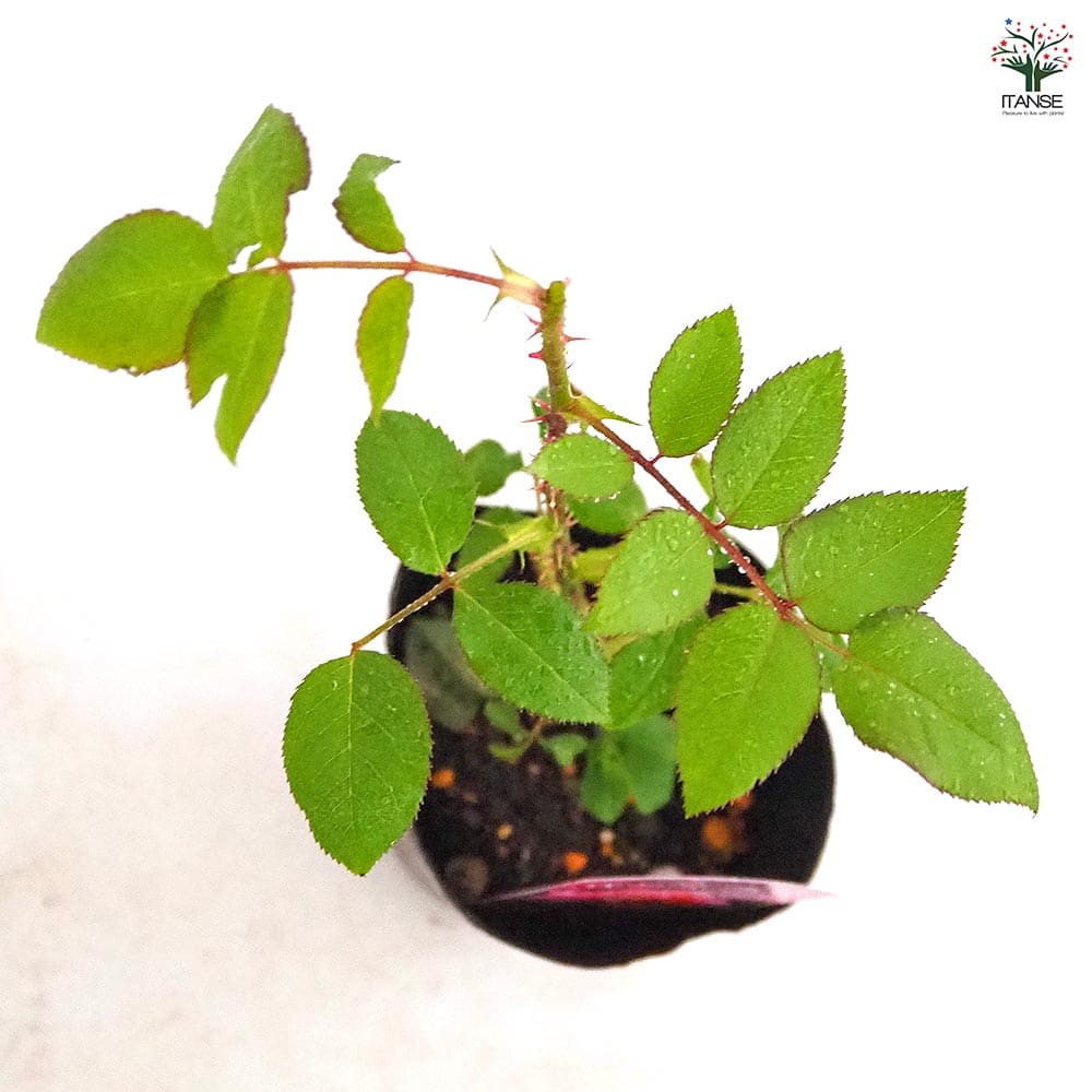 薔薇 ウエストミンスター 接木 【花木苗 4号／1個売り】｜ 【植物の