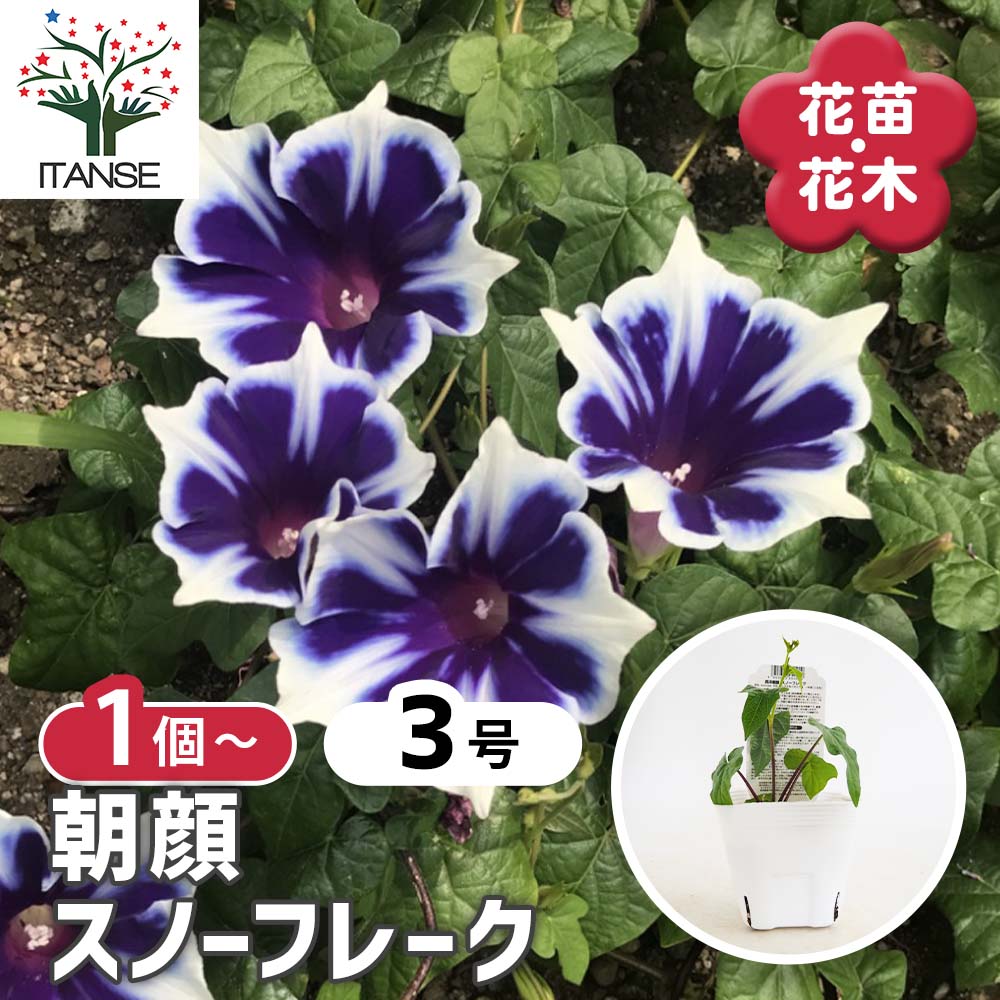 朝顔 朝顔(アサガオ) スノーフレーク 【花苗 3号】｜ 【植物のITANSE