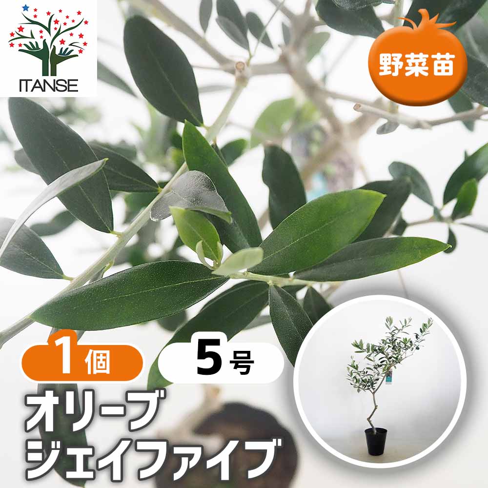 オリーブ ジェイファイブ 【果樹の苗木 5号／1個売り】｜ 【植物の