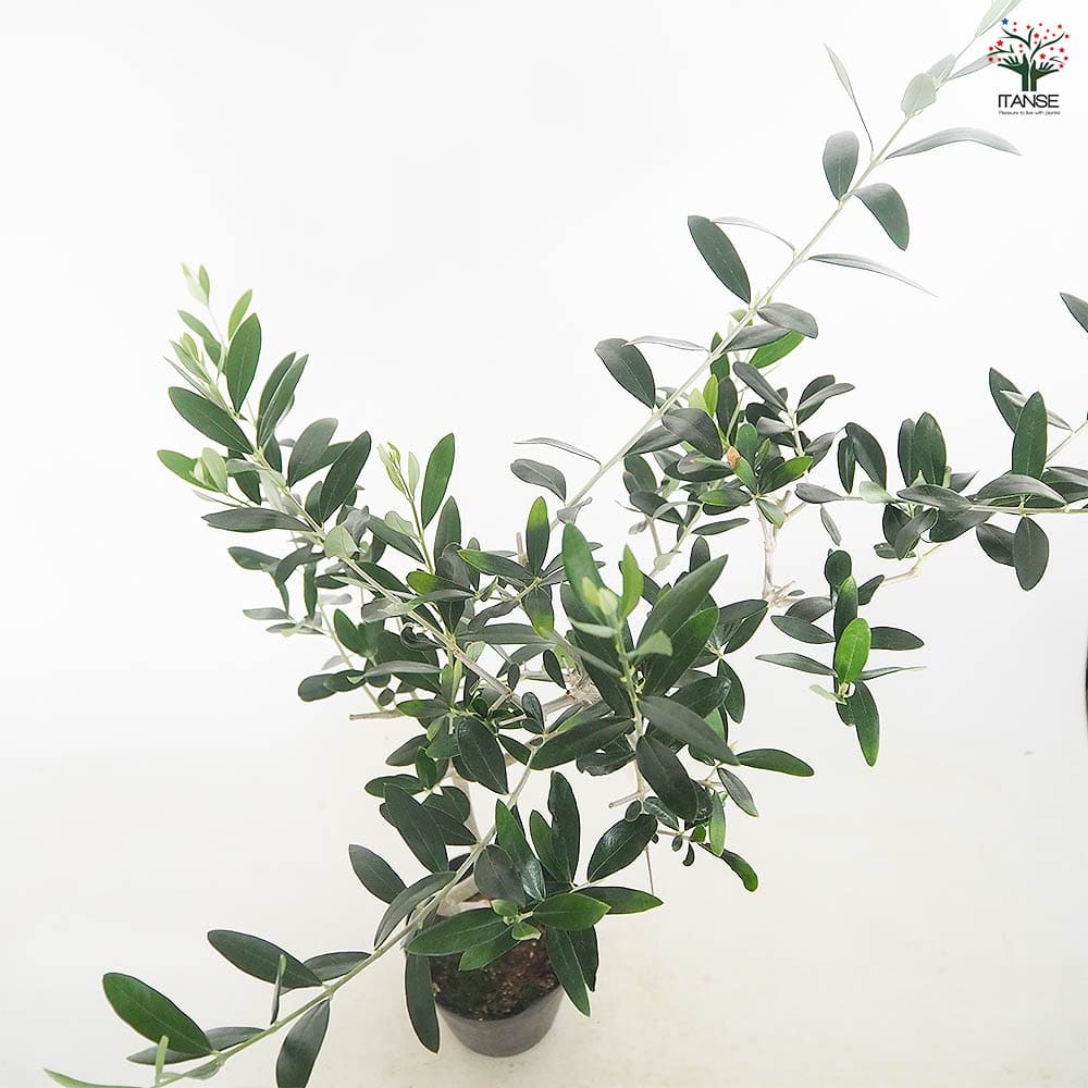 オリーブ ジェイファイブ 【果樹の苗木 5号／1個売り】｜ 【植物の