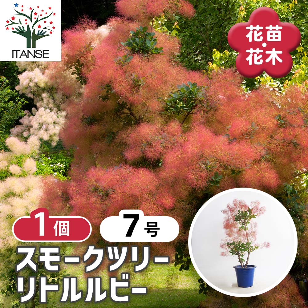 スモークツリー リトルルビー 【花木苗 7号／1個売り】｜ 【植物の
