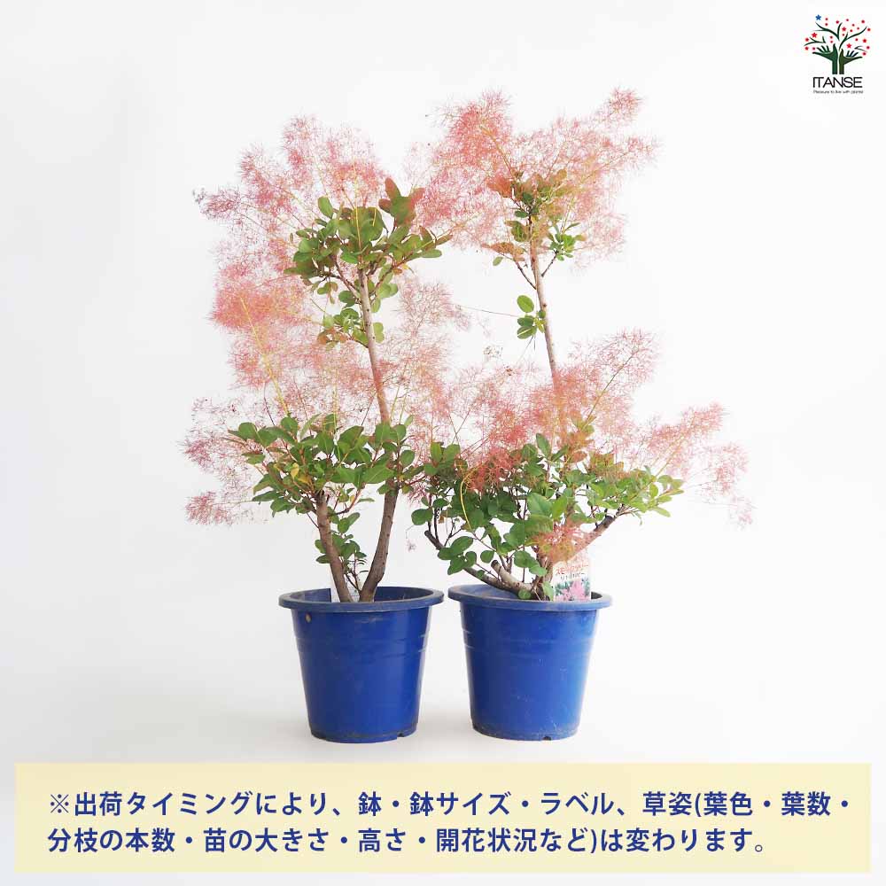 スモークツリー リトルルビー 【花木苗 7号／1個売り】｜ 【植物の