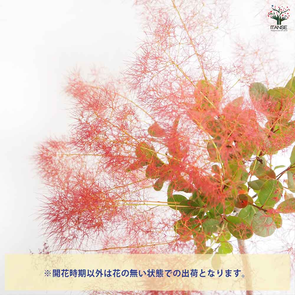 スモークツリー リトルルビー 【花木苗 7号／1個売り】｜ 【植物の
