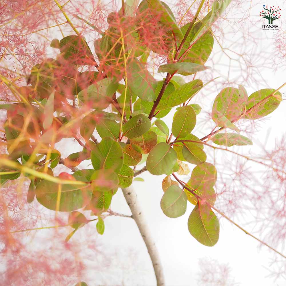 スモークツリー リトルルビー 【花木苗 7号／1個売り】｜ 【植物の