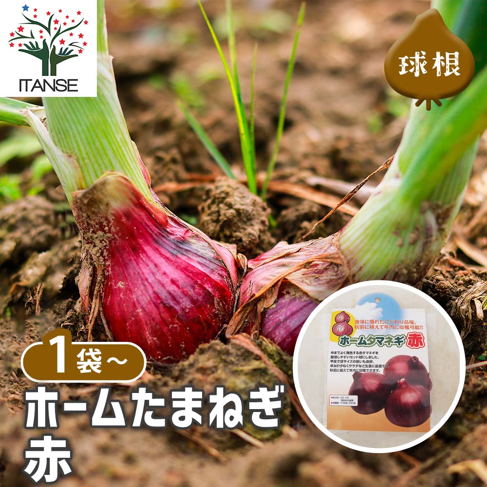 野菜球根 ホームタマネギ 赤 【野菜の苗 20球】｜ 【植物の