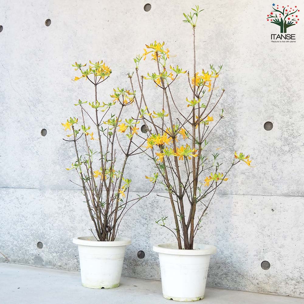 黄花香りツツジ【花苗 6号鉢／1個売り】｜ 【植物のITANSE】全品 
