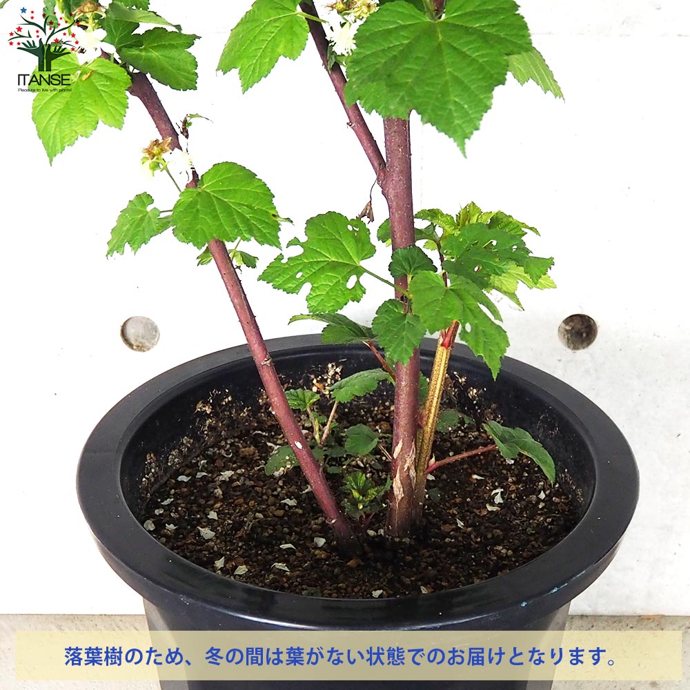 ウルトラ ラズベリー レッドドリーム【果樹の苗木 10号鉢大苗／1個売り