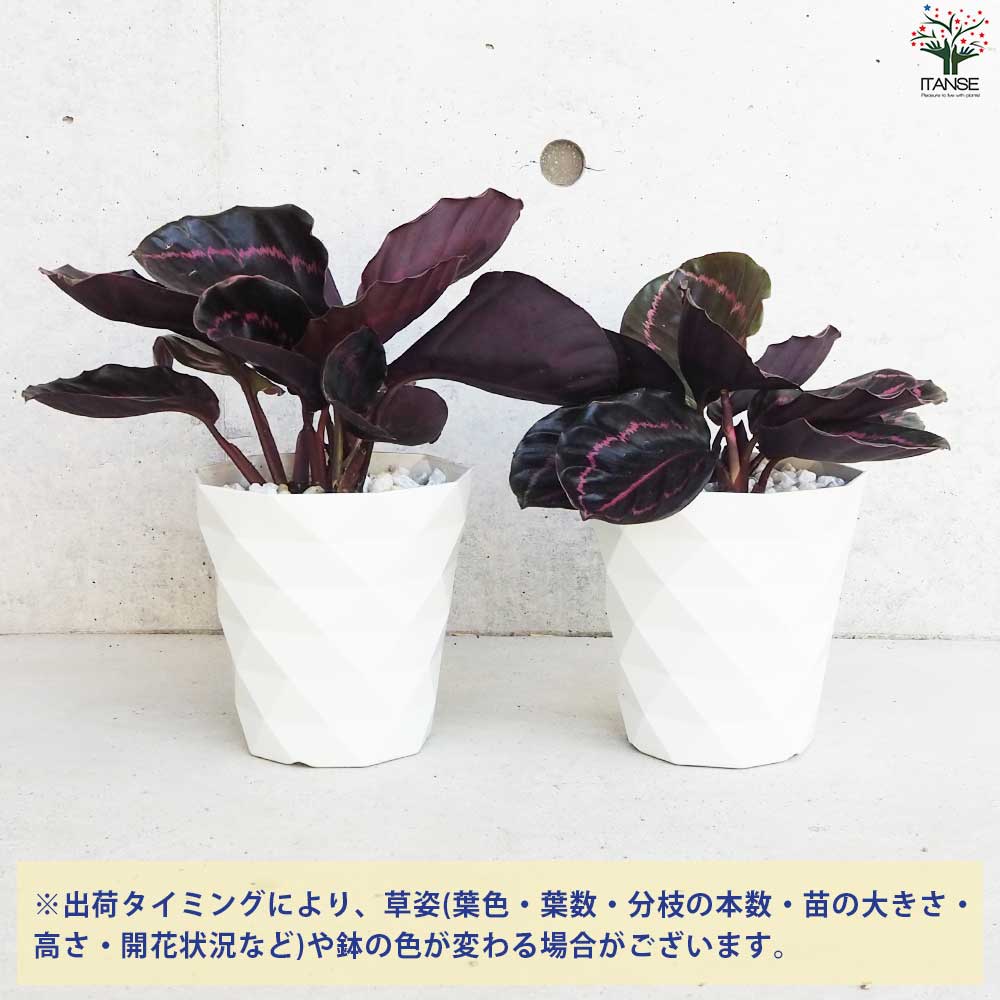 カラテア ヴェイチアナ フック【観葉植物 5号鉢/1個売り カラテア ヴェイチアナ フック【観葉植物 5号鉢/1個売り