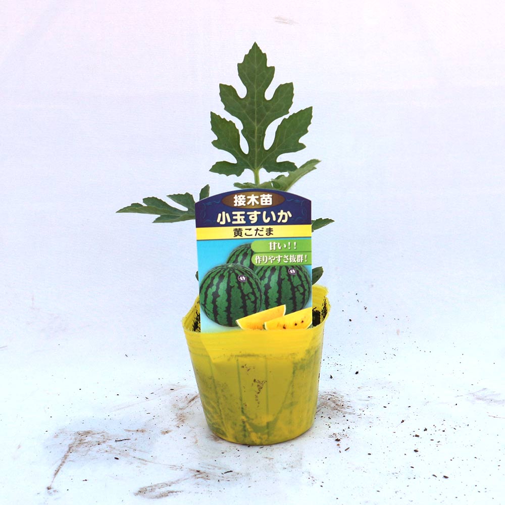 黄小玉スイカ(品種:ミゼット)接ぎ木苗2個～【野菜 接木苗9cmポット】