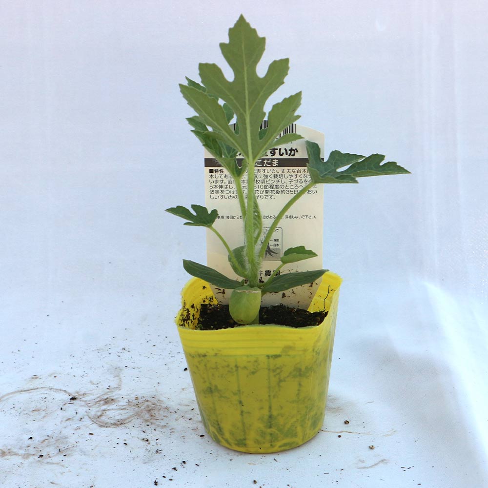黄小玉スイカ(品種:ミゼット)接ぎ木苗2個～【野菜 接木苗9cmポット】