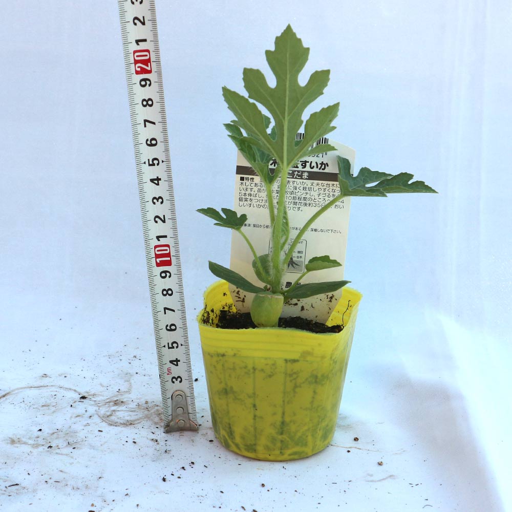 黄小玉スイカ(品種:ミゼット)接ぎ木苗2個～【野菜 接木苗9cmポット】