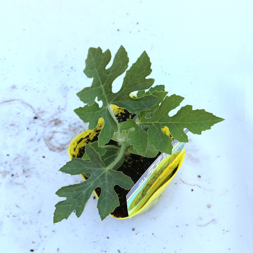 黄小玉スイカ(品種:ミゼット)接ぎ木苗2個～【野菜 接木苗9cmポット