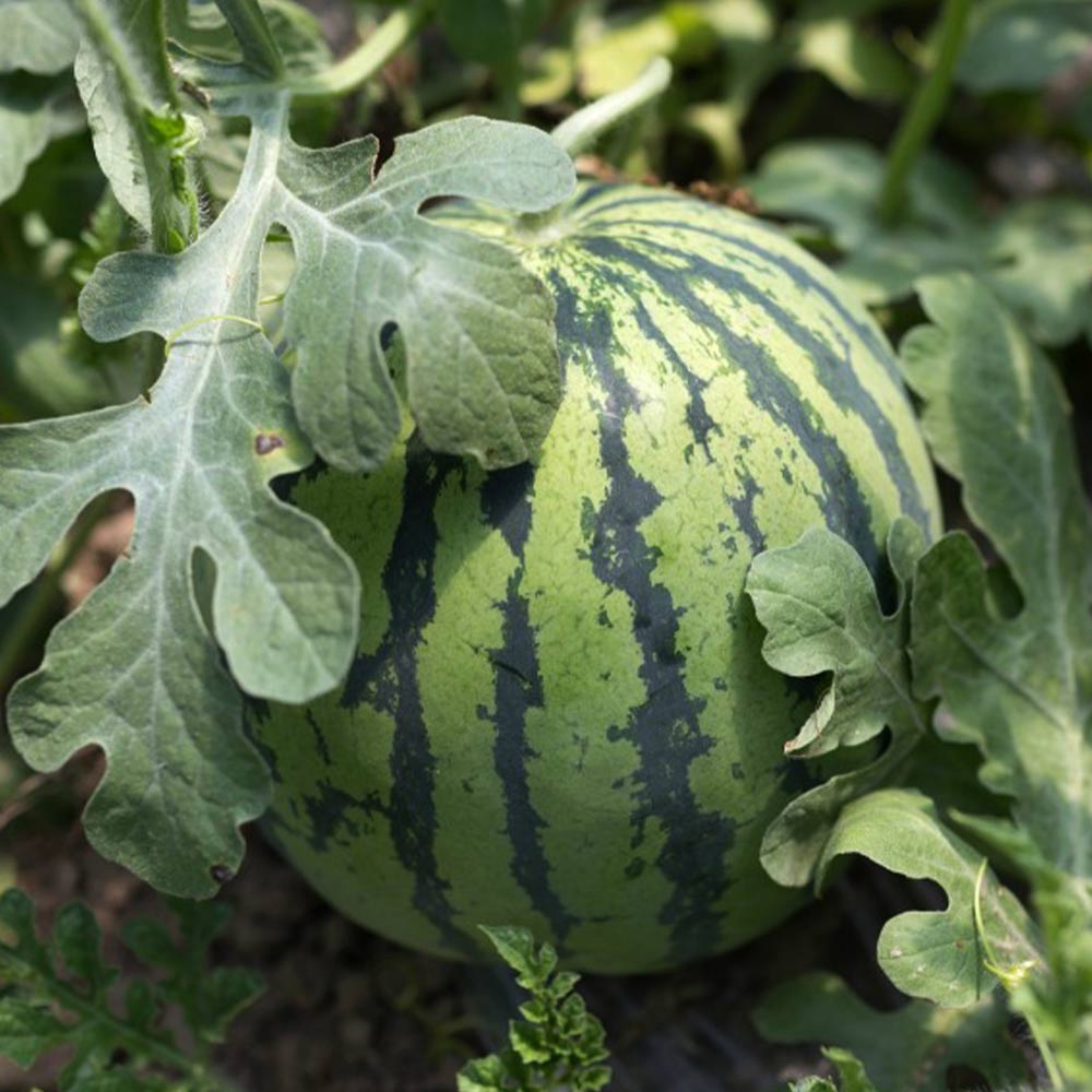 黄小玉スイカ(品種:ミゼット)接ぎ木苗2個～【野菜 接木苗9cmポット】