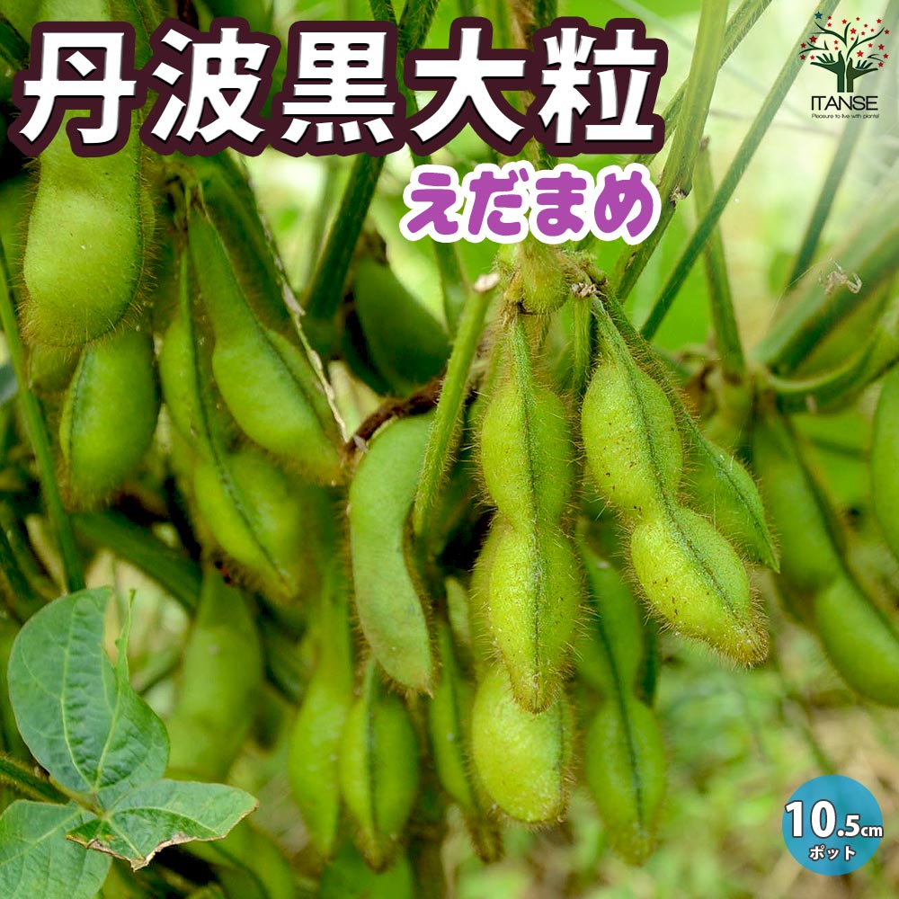 枝豆の苗 丹波 黒大粒 枝豆3個~【野菜の苗 10.5cmポット】