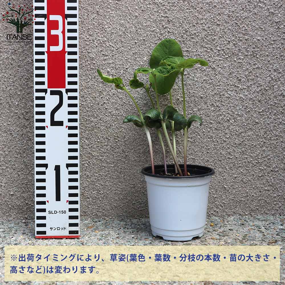 枝豆の苗 丹波 黒大粒 枝豆3個~【野菜の苗 10.5cmポット】