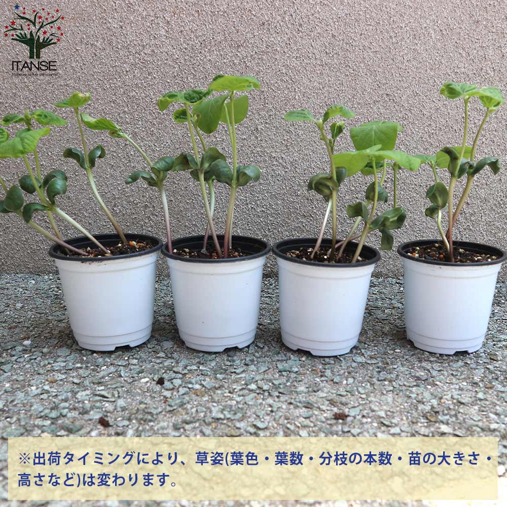 枝豆の苗 丹波 黒大粒 枝豆3個~【野菜の苗 10.5cmポット】