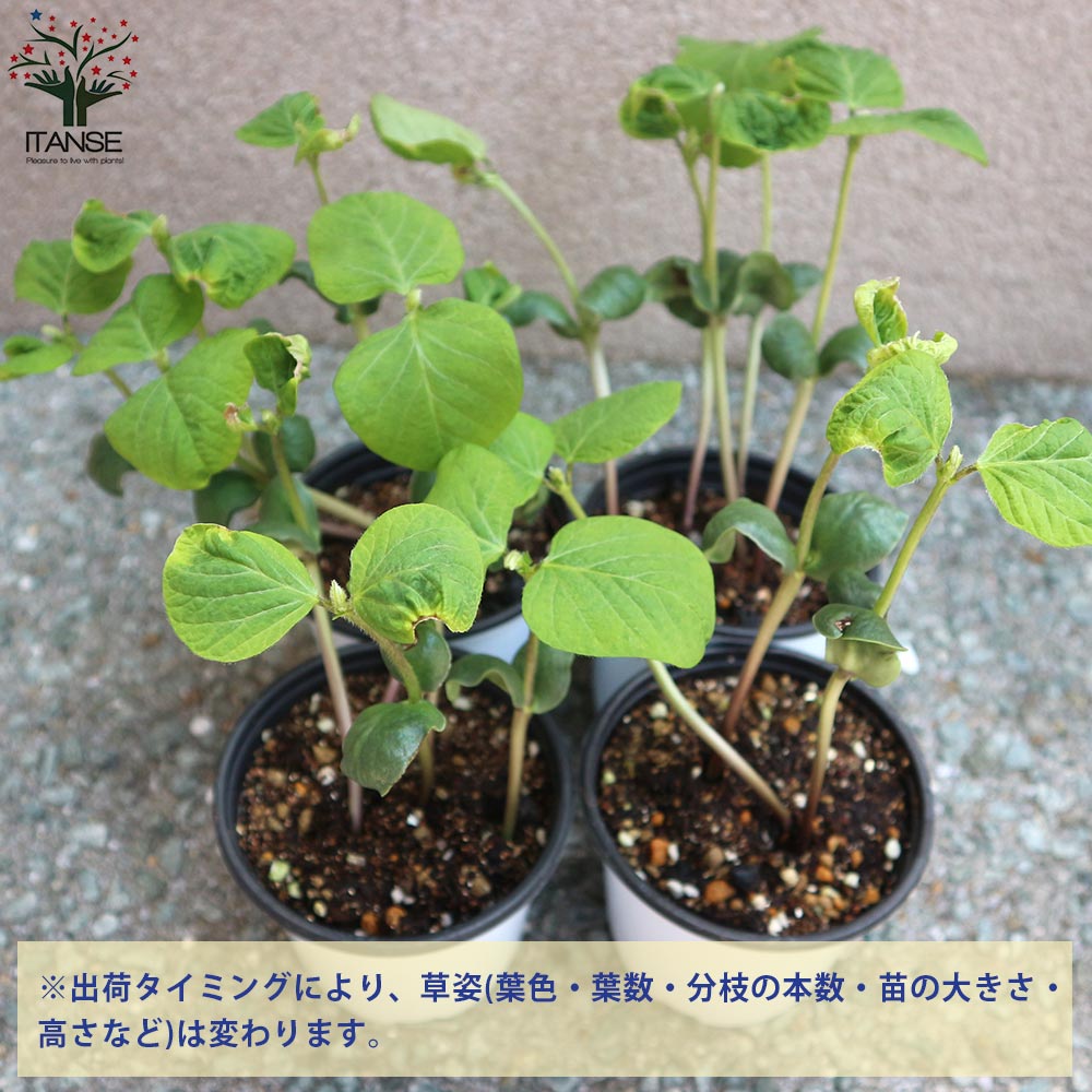 枝豆の苗 丹波 黒大粒 枝豆3個~【野菜の苗 10.5cmポット】