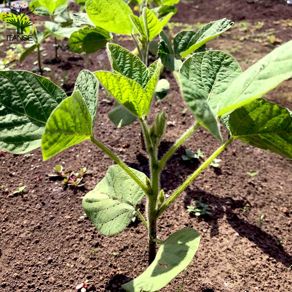 枝豆の苗 丹波 黒大粒 枝豆3個~【野菜の苗 10.5cmポット】