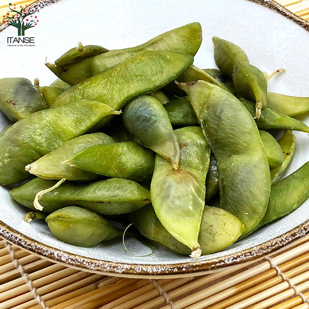 枝豆の苗 丹波 黒大粒 枝豆3個~【野菜の苗 10.5cmポット】