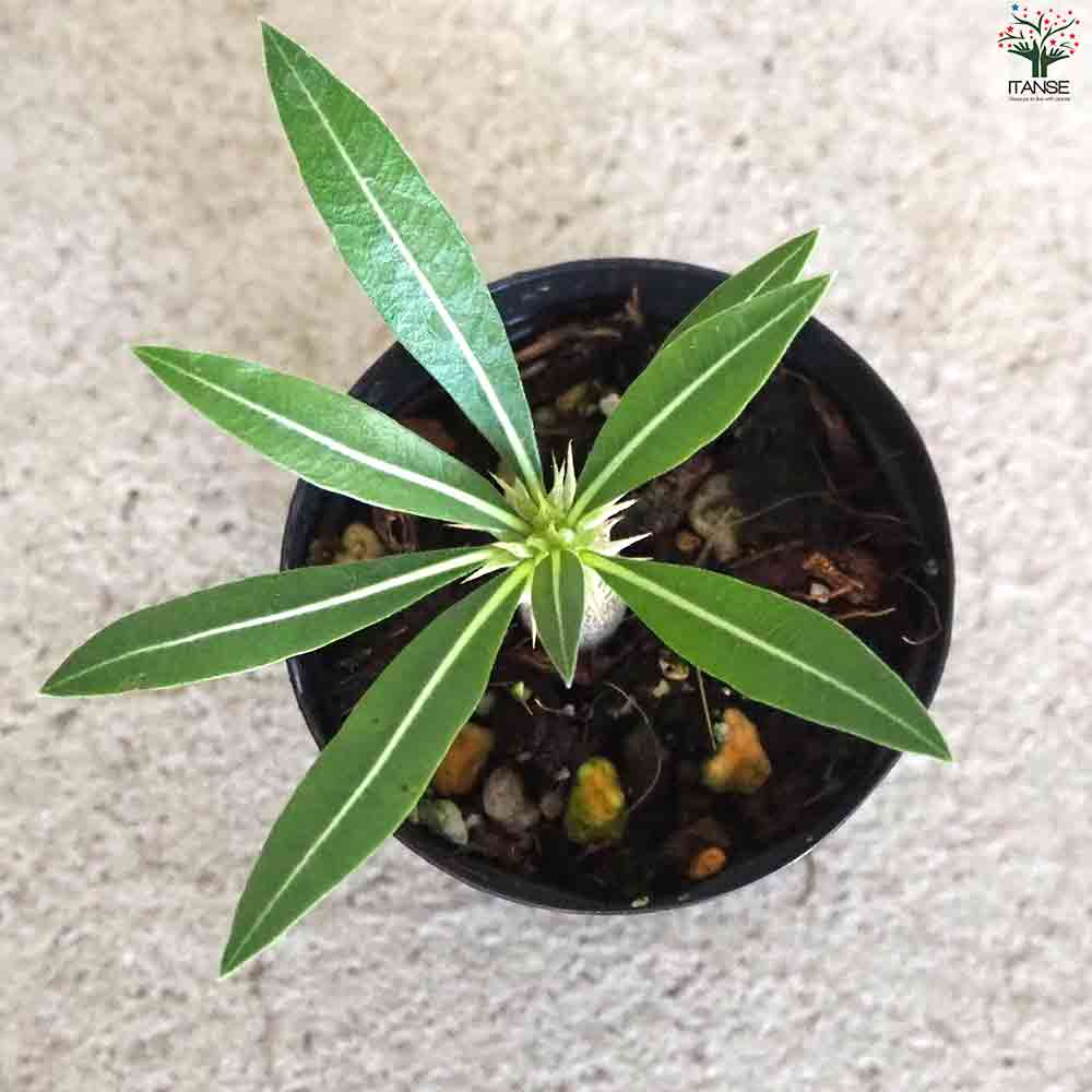 パキポディウム ロスラツム ロスラーツム 象牙宮◆鉢ごと パキポディウム ロスラーツム 【多肉植物 2号鉢】｜ 【植物の