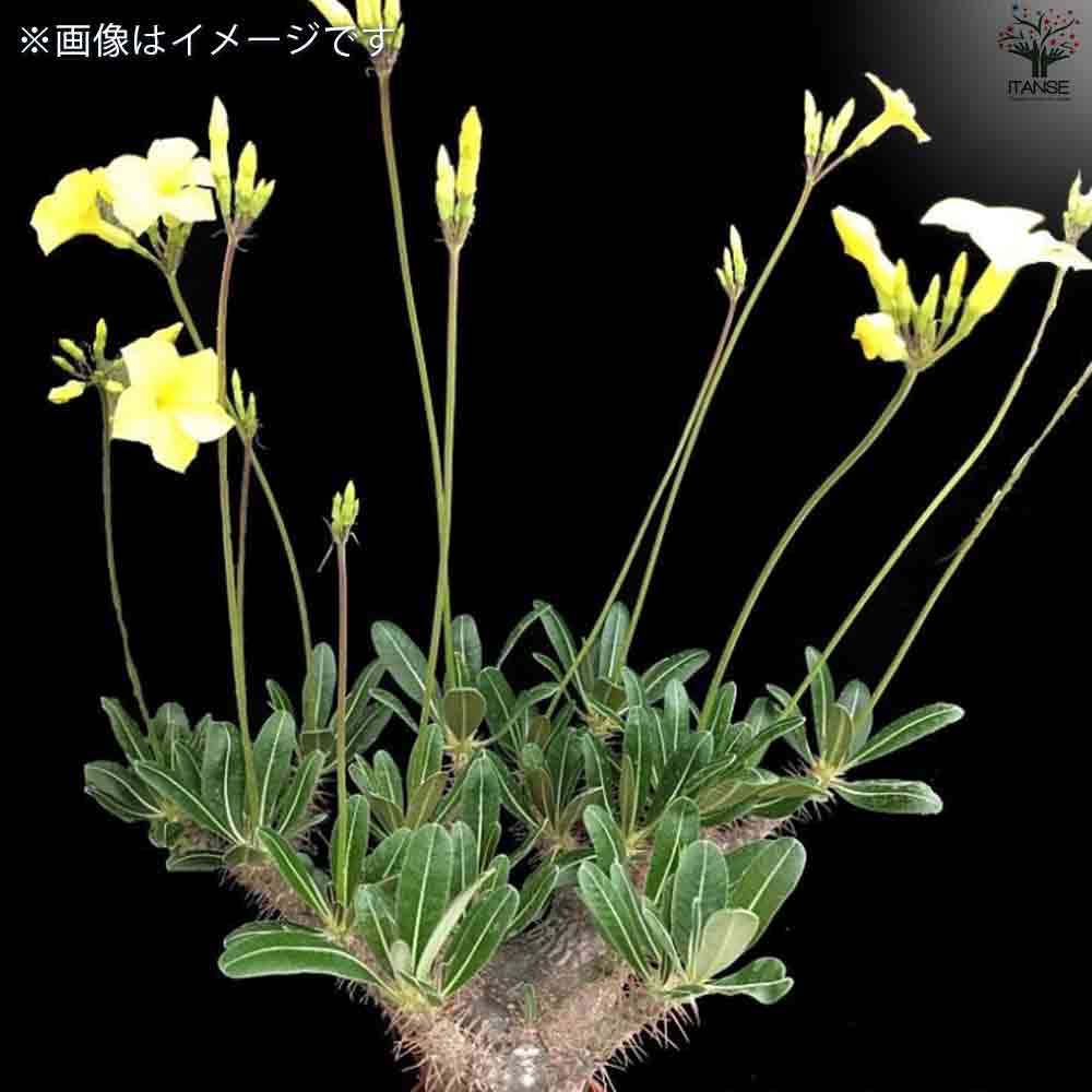 パキポディウム ロスラーツム 【多肉植物 2号鉢】