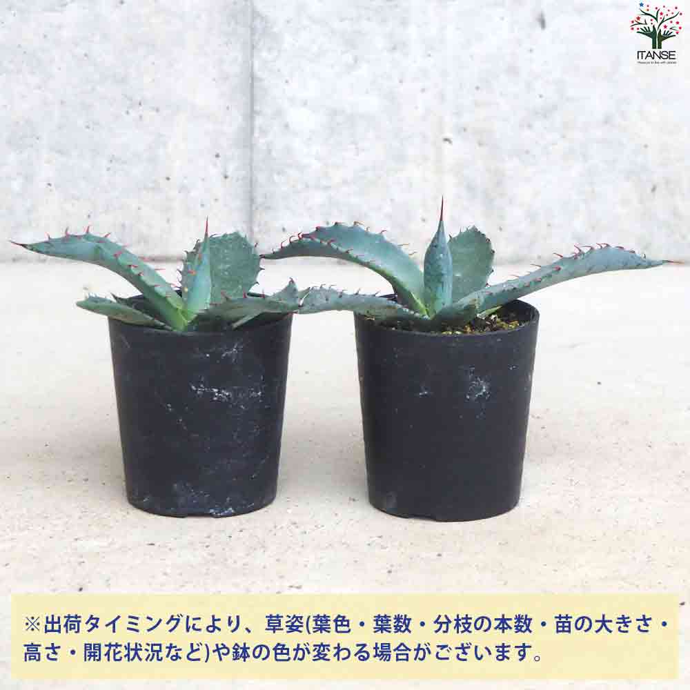 アガベ パルメリー 【多肉植物 2.5号鉢／1個売り】｜ 【植物の