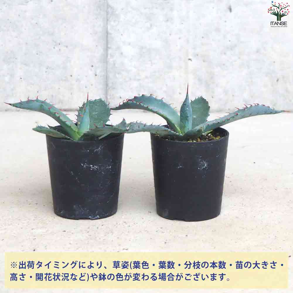 アガベ パルメリー 【多肉植物 2.5号鉢／1個売り】