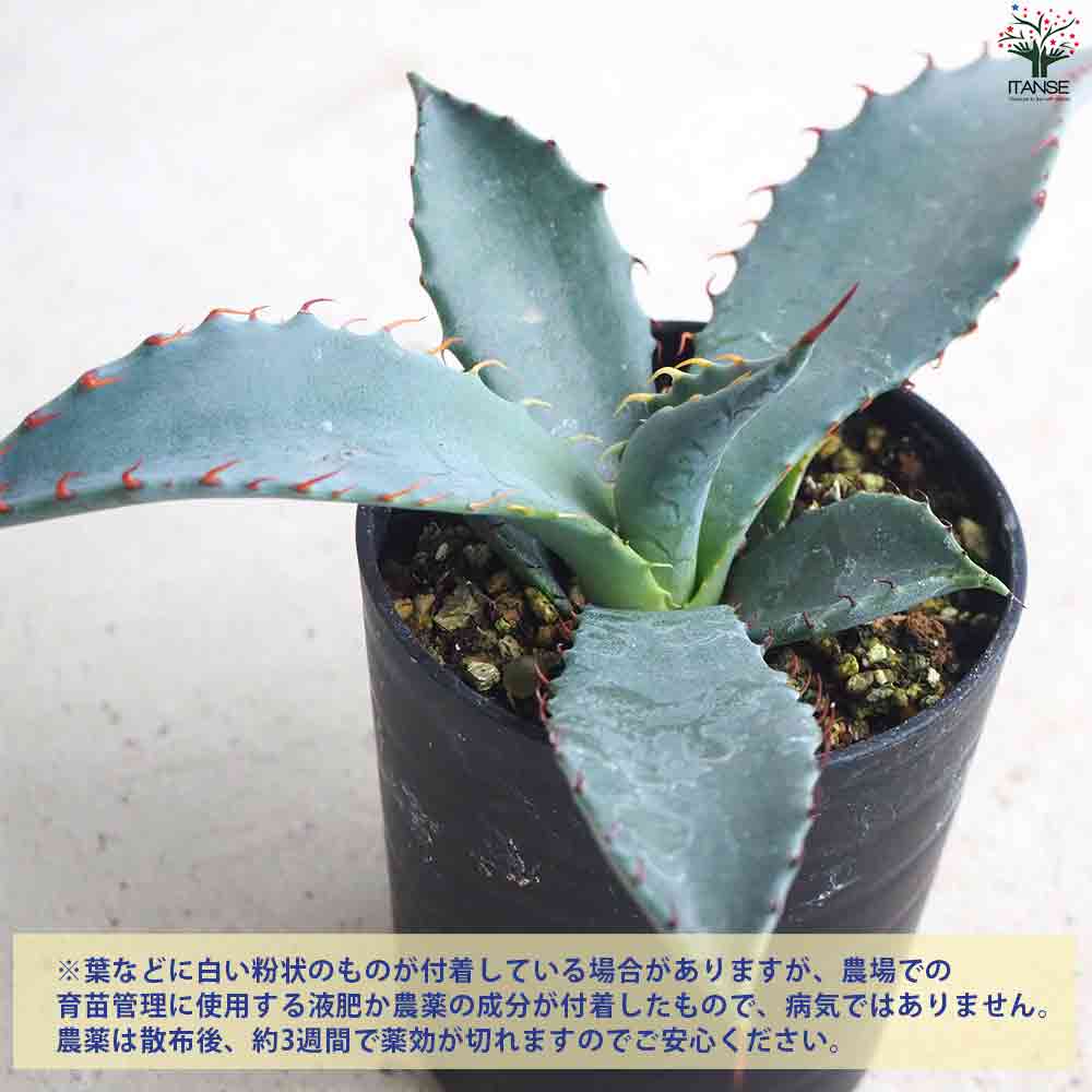 アガベ　パルメリー　大株　シルバーブルー　良形 アガベ パルメリー 【多肉植物 2.5号鉢／1個売り】｜ 【植物の