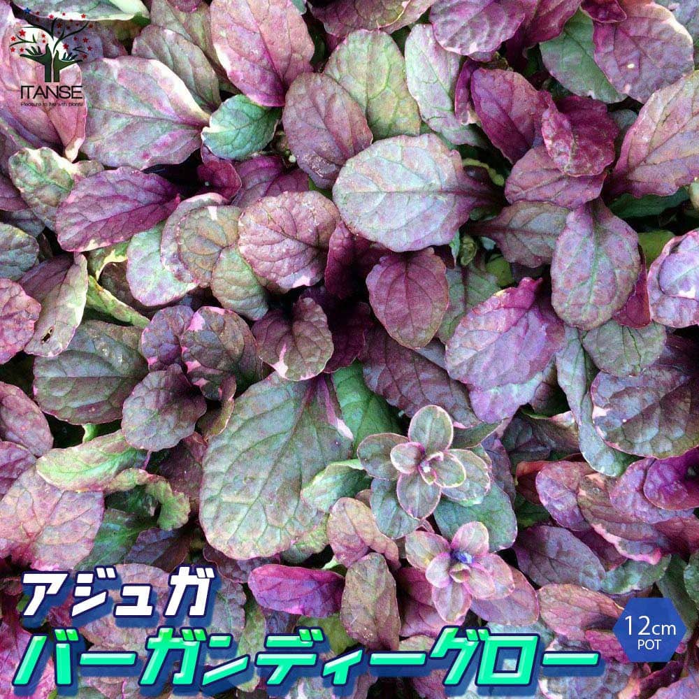 アジュガの苗 バーガンディーグロー【花苗 4号ポット大苗】
