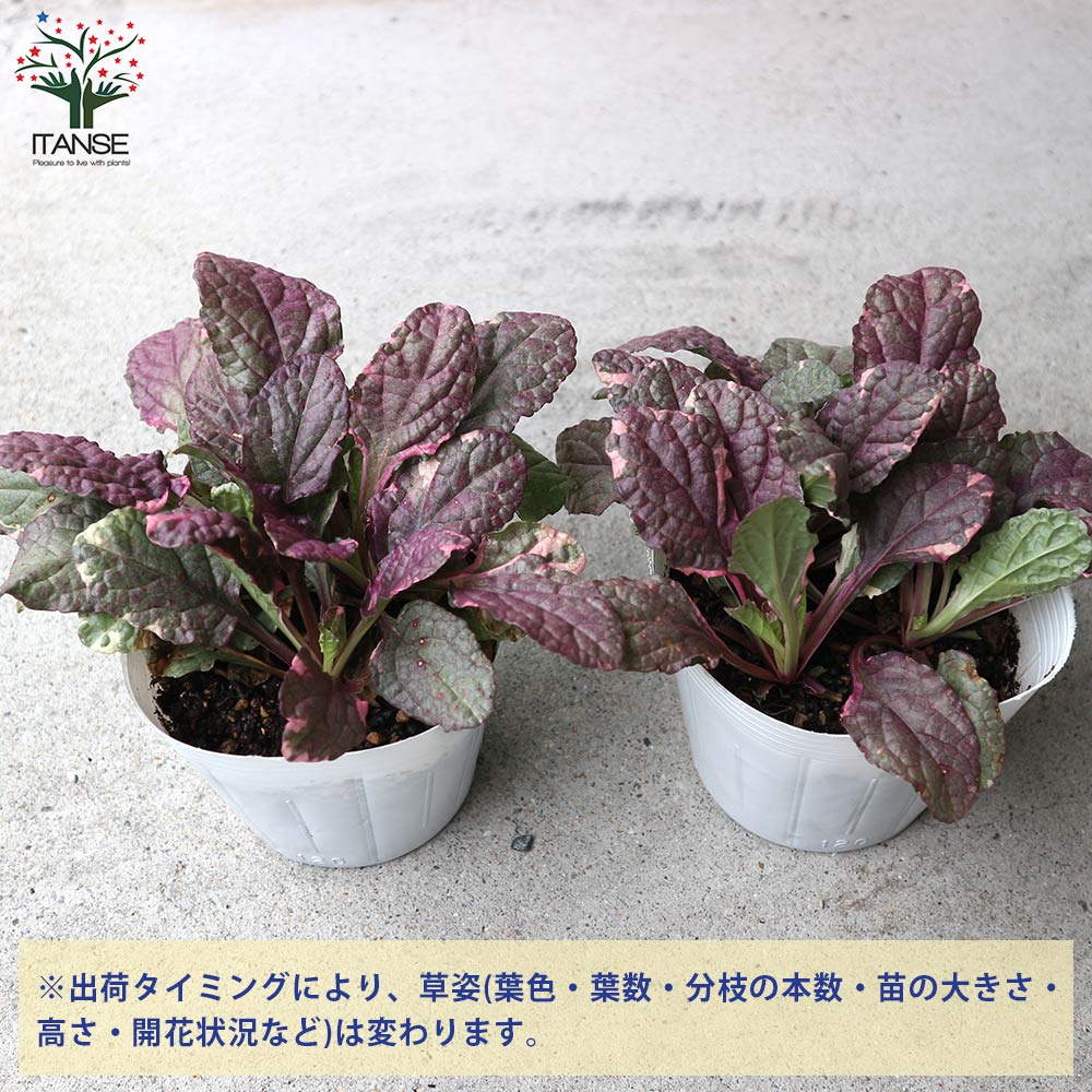 アジュガの苗 バーガンディーグロー【花苗 4号ポット大苗】