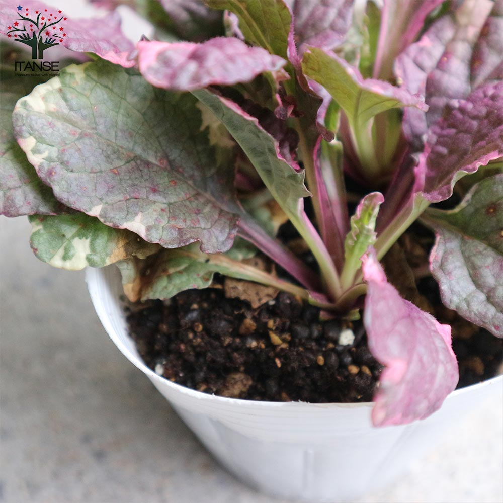 アジュガの苗 バーガンディーグロー【花苗 4号ポット大苗】