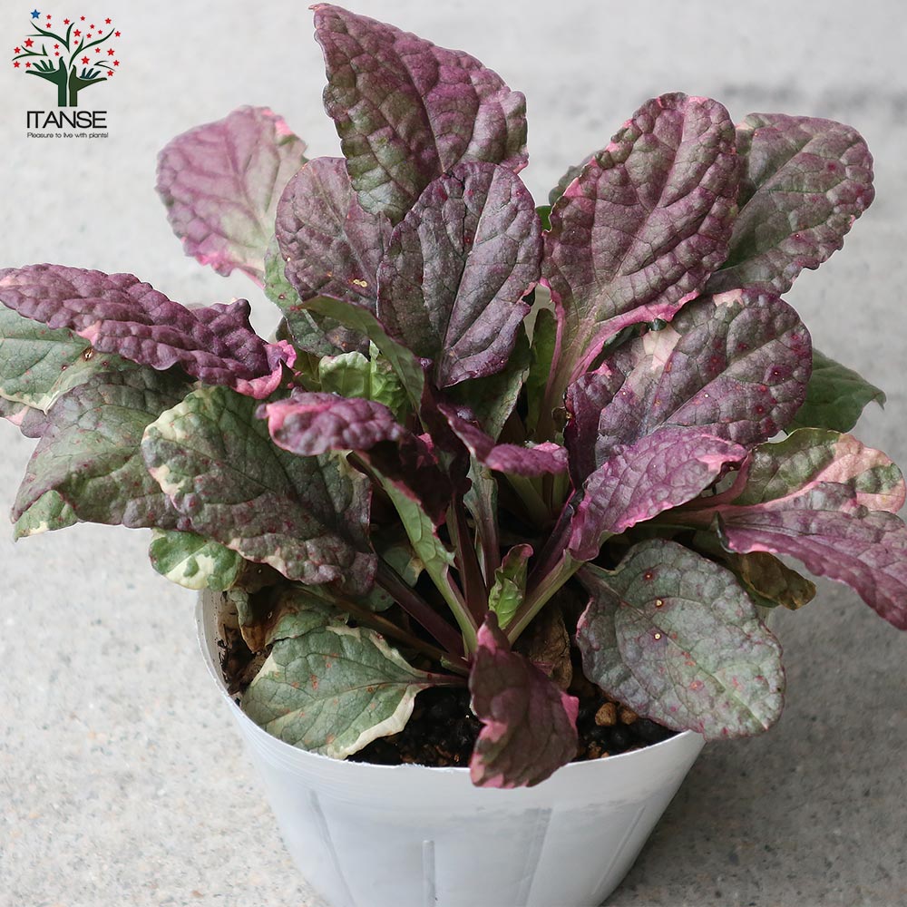 アジュガの苗 バーガンディーグロー【花苗 4号ポット大苗】