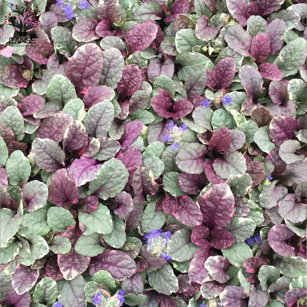 アジュガの苗 バーガンディーグロー【花苗 4号ポット大苗】