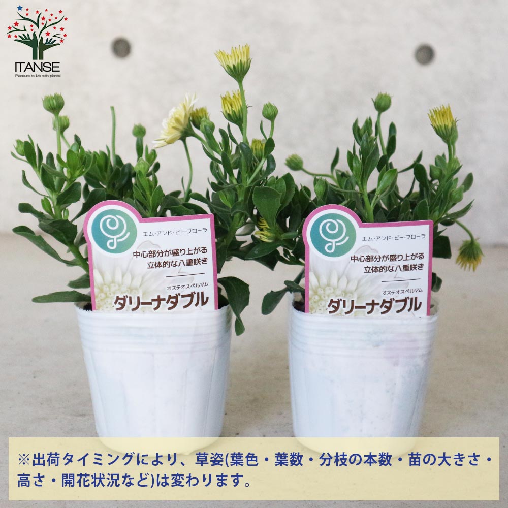 オステオスペルマム・ダリーナダブル エンリコ【花苗 3.5号ポット苗