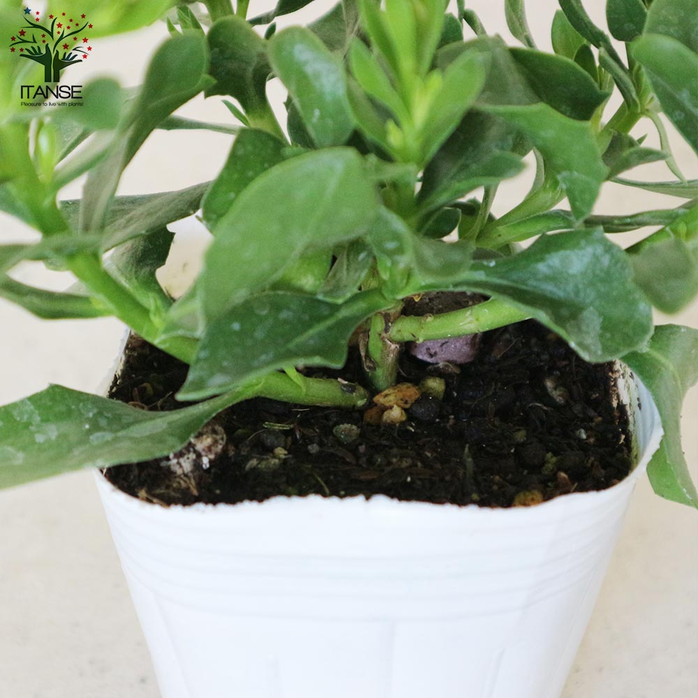 オステオスペルマム・ダリーナダブル エンリコ【花苗 3.5号ポット苗