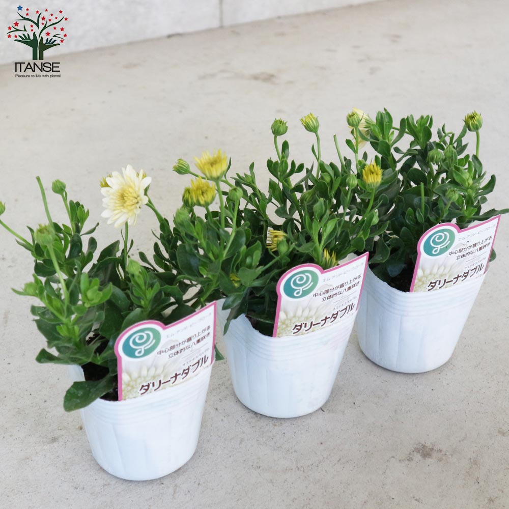 オステオスペルマム・ダリーナダブル エンリコ【花苗 3.5号ポット苗