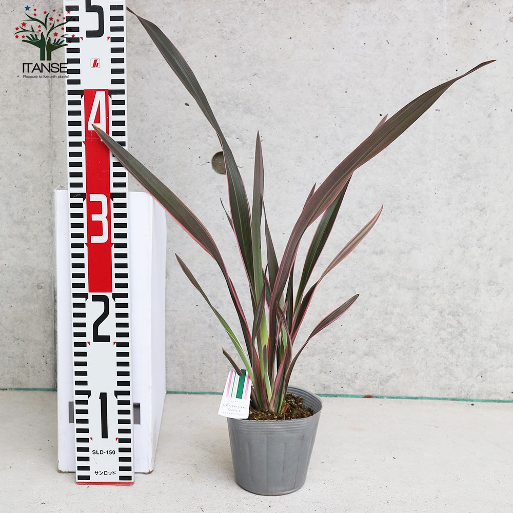 ニューサイラン(入才蘭) テナクス ピンクライン 【庭木 3.5号ポット 多年草カラーリーフ・オーナメンタルプランツ苗】