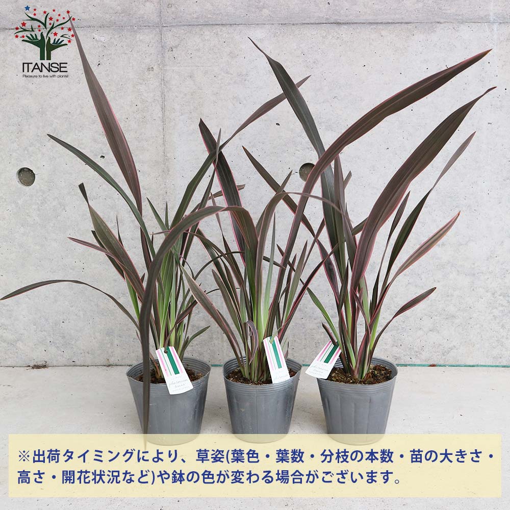 ニューサイラン(入才蘭) テナクス ピンクライン 【庭木 3.5号ポット 多年草カラーリーフ・オーナメンタルプランツ苗】